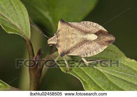 Stock Photography - "Shieldbug (Carpocoris fuscispinus) Untergroeningen, Baden-Wuerttemberg, Germany, Europe". Fotosearch