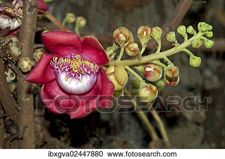 Stock Image - "Shivalinga Flower, Ayahuma or Cannonball Tree (Couroupita guianensis), Lecythidaceae, Royal Palace, Phnom Penh, Cambodia, Southeast Asia, Asia". Fotosearch
