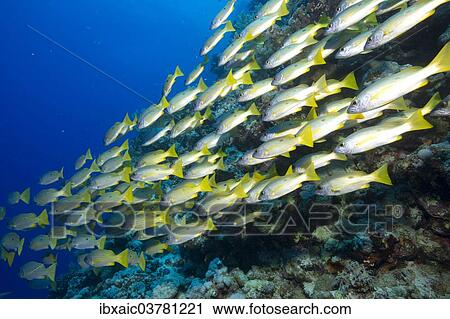 "Shoal of Ehrenberg's Snapper or Blackspot Snapper (Lutjanus ehrenbergi), Red Sea, Egypt, Africa" View Large Photo Image Stock Image - "Shoal of Ehrenberg's Snapper or Blackspot Snapper (Lutjanus ehrenbergi), Red Sea, Egypt, Africa". Fotosearch