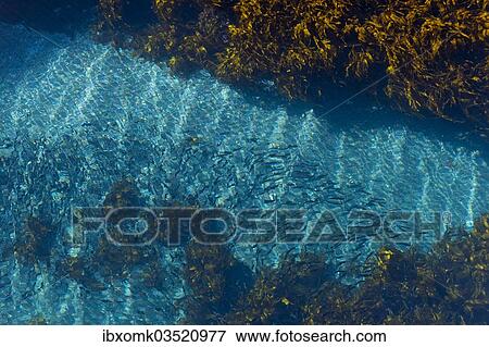 "Shoal of fish in the blue sea, Gjogv, Eysturoy, Faroe Islands, Denmark, Europe" View Large Photo Image Stock Photo - "Shoal of fish in the blue sea, Gjogv, Eysturoy, Faroe Islands, Denmark, Europe". Fotosearch