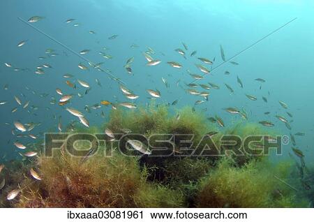 "Shoal of Symphodus sp, Black Sea, Crimea, Ukraine, Europe" View Large Photo Image Stock Image - "Shoal of Symphodus sp, Black Sea, Crimea, Ukraine, Europe". Fotosearch