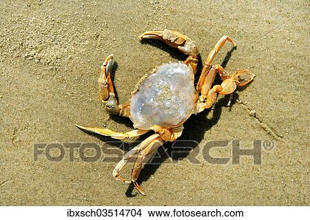 "Shore Crab, European Green Crab or Green Crab (Carcinus maenas) on the North Sea beach, Juist, East Frisian Islands, East Frisia, Lower Saxony, Germany, Europe" View Large Photo Image Picture - "Shore Crab, European Green Crab or Green Crab (Carcinus maenas) on the North Sea beach, Juist, East Frisian Islands, East Frisia, Lower Saxony, Germany, Europe". Fotosearch