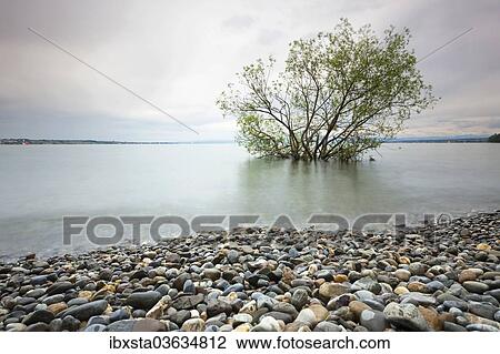 "Shore during high waters at Hoernle, Lake Constance, Konstanz, Baden-Wurttemberg, Germany, Europe" View Large Photo Image Stock Image - "Shore during high waters at Hoernle, Lake Constance, Konstanz, Baden-Wurttemberg, Germany, Europe". Fotosearch