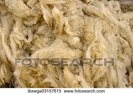 Shorn sheep wool View Large Photo Image Stock Photography - Shorn sheep wool. Fotosearch