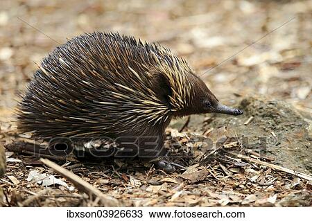 "Short-beaked Echidna (Tachyglossus aculeatus) adult, foraging for food, South Australia, Australia, Oceania" View Large Photo Image Stock Image - "Short-beaked Echidna (Tachyglossus aculeatus) adult, foraging for food, South Australia, Australia, Oceania". Fotosearch