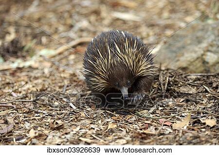 Stock Photo - "Short-beaked Echidna (Tachyglossus aculeatus) adult, foraging for food, South Australia, Australia, Oceania". Fotosearch