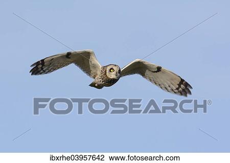 "Short-eared Owl (Asio flammeus) hunting in flight, North Rhine-Westphalia, Germany, Europe" View Large Photo Image Stock Image - "Short-eared Owl (Asio flammeus) hunting in flight, North Rhine-Westphalia, Germany, Europe". Fotosearch