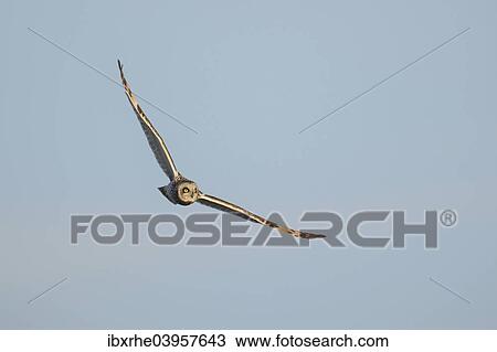 "Short-eared Owl (Asio flammeus) hunting in flight, North Rhine-Westphalia, Germany, Europe" View Large Photo Image Stock Image - "Short-eared Owl (Asio flammeus) hunting in flight, North Rhine-Westphalia, Germany, Europe". Fotosearch