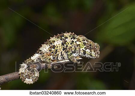 "Short-horned Chameleon (Calumma brevicorne), Andasibe National Park, Ost-Madagaskar, Madagascar, Africa" View Large Photo Image Stock Image - "Short-horned Chameleon (Calumma brevicorne), Andasibe National Park, Ost-Madagaskar, Madagascar, Africa". Fotosearch