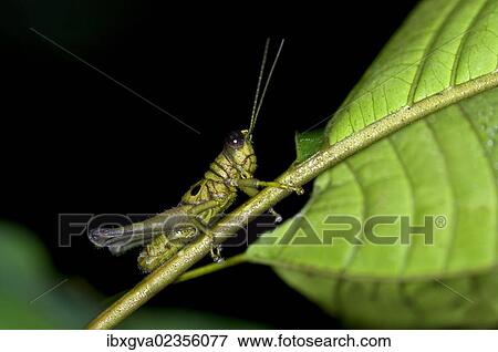 "Short-horned grasshopper (Caelifera spec. ), Tiputini rainforest, Yasuni National Park, Ecuador, South America" View Large Photo Image Stock Photo - "Short-horned grasshopper (Caelifera spec. ), Tiputini rainforest, Yasuni National Park, Ecuador, South America". Fotosearch