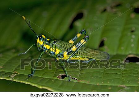 Stock Photo - "Short-horned grasshopper (Chromacris sp. ), Tiputini rain forest, Yasuni National Park, Ecuador, South America". Fotosearch