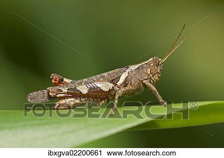 "Short-horned Grasshopper (Xenocatantops humilis), Thailand, Asia" View Large Photo Image Stock Image - "Short-horned Grasshopper (Xenocatantops humilis), Thailand, Asia". Fotosearch