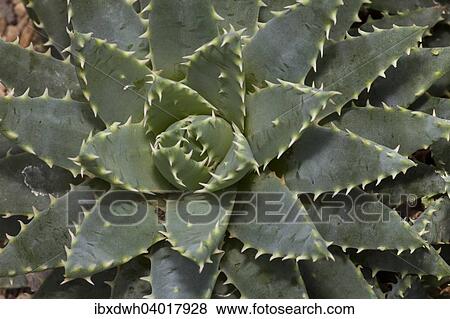 "Short-leaved Aloe (Aloe brevifolia), native to the Western Cape, South Africa, Africa" View Large Photo Image Stock Photo - "Short-leaved Aloe (Aloe brevifolia), native to the Western Cape, South Africa, Africa". Fotosearch