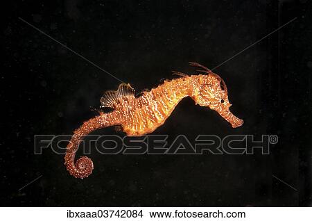 Picture - "Short-snouted Seahorse (Hippocampus hippocampus), Black Sea, Crimea, Ukraine, Europe". Fotosearch