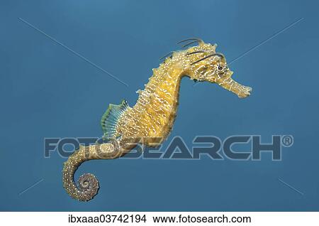 "Short-snouted Seahorse (Hippocampus hippocampus), Black Sea, Crimea, Ukraine, Europe" View Large Photo Image Picture - "Short-snouted Seahorse (Hippocampus hippocampus), Black Sea, Crimea, Ukraine, Europe". Fotosearch