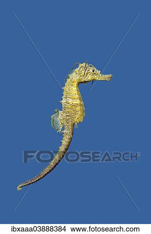 "Short-snouted Seahorse (Hippocampus hippocampus), Black Sea, Crimea, Russia, Europe" View Large Photo Image Picture - "Short-snouted Seahorse (Hippocampus hippocampus), Black Sea, Crimea, Russia, Europe". Fotosearch