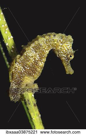 "Short-snouted Seahorse (Hippocampus hippocampus), Black Sea, Crimea, Russia, Europe" View Large Photo Image Stock Image - "Short-snouted Seahorse (Hippocampus hippocampus), Black Sea, Crimea, Russia, Europe". Fotosearch