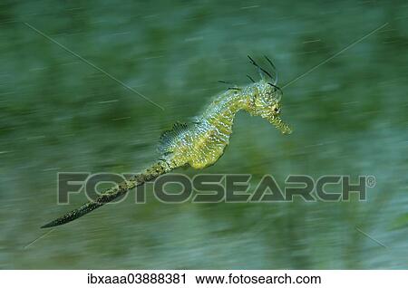"Short-snouted Seahorse (Hippocampus hippocampus), Black Sea, Crimea, Russia, Europe" View Large Photo Image Stock Image - "Short-snouted Seahorse (Hippocampus hippocampus), Black Sea, Crimea, Russia, Europe". Fotosearch