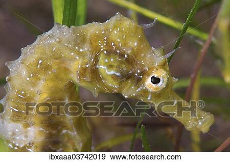 "Short-snouted Seahorse (Hippocampus hippocampus), Black Sea, Crimea, Russia, Europe" View Large Photo Image Stock Photo - "Short-snouted Seahorse (Hippocampus hippocampus), Black Sea, Crimea, Russia, Europe". Fotosearch