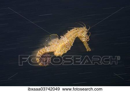 "Short-snouted Seahorse (Hippocampus hippocampus) Black Sea, Crimea, Ukraine, Europe" View Large Photo Image Stock Photo - "Short-snouted Seahorse (Hippocampus hippocampus) Black Sea, Crimea, Ukraine, Europe". Fotosearch