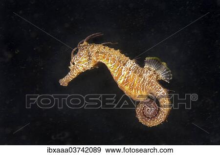 "Short-snouted Seahorse (Hippocampus hippocampus), Black Sea, Crimea, Ukraine, Europe" View Large Photo Image Stock Photo - "Short-snouted Seahorse (Hippocampus hippocampus), Black Sea, Crimea, Ukraine, Europe". Fotosearch