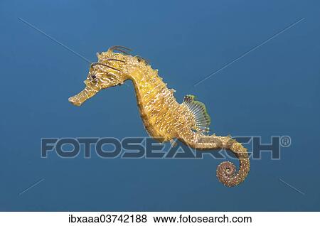 "Short-snouted Seahorse (Hippocampus hippocampus), Black Sea, Crimea, Ukraine, Europe" View Large Photo Image Stock Photo - "Short-snouted Seahorse (Hippocampus hippocampus), Black Sea, Crimea, Ukraine, Europe". Fotosearch