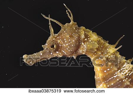 "Short-snouted Seahorse (Hippocampus hippocampus), Black Sea, Crimea, Russia, Europe" View Large Photo Image Stock Photo - "Short-snouted Seahorse (Hippocampus hippocampus), Black Sea, Crimea, Russia, Europe". Fotosearch
