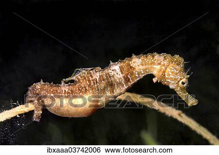 "Short-snouted Seahorse (Hippocampus hippocampus), male with eggs, Black Sea, Crimea, Ukraine, Europe" View Large Photo Image Stock Photograph - "Short-snouted Seahorse (Hippocampus hippocampus), male with eggs, Black Sea, Crimea, Ukraine, Europe". Fotosearch