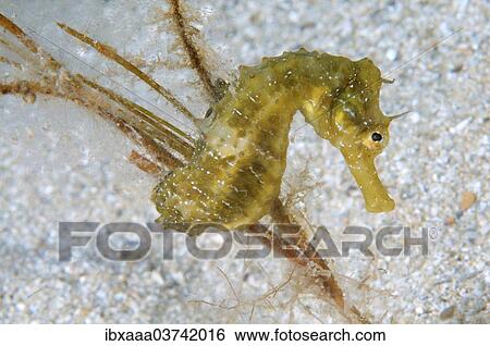 "Short-snouted Seahorse (Hippocampus hippocampus), Black Sea, Crimea, Ukraine, Europe" View Large Photo Image Stock Photograph - "Short-snouted Seahorse (Hippocampus hippocampus), Black Sea, Crimea, Ukraine, Europe". Fotosearch