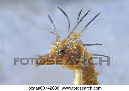 "Short-snouted Seahorse (Hippocampus hippocampus), Black Sea, Crimea, Ukraine, Europe" View Large Photo Image Stock Photograph - "Short-snouted Seahorse (Hippocampus hippocampus), Black Sea, Crimea, Ukraine, Europe". Fotosearch