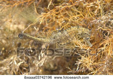"Short-snouted Seahorse (Hippocampus hippocampus), Black Sea, Crimea, Ukraine, Europe" View Large Photo Image Stock Photograph - "Short-snouted Seahorse (Hippocampus hippocampus), Black Sea, Crimea, Ukraine, Europe". Fotosearch