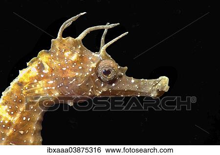 "Short-snouted Seahorse (Hippocampus hippocampus), Black Sea, Crimea, Russia, Europe" View Large Photo Image Stock Photograph - "Short-snouted Seahorse (Hippocampus hippocampus), Black Sea, Crimea, Russia, Europe". Fotosearch