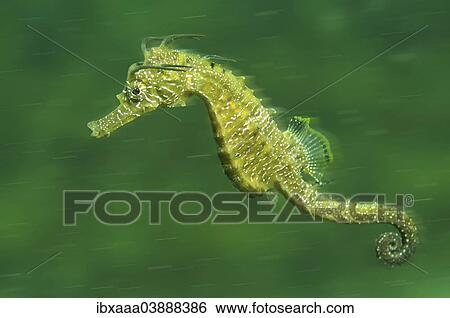 "Short-snouted Seahorse (Hippocampus hippocampus), Black Sea, Crimea, Russia, Europe" View Large Photo Image Stock Photograph - "Short-snouted Seahorse (Hippocampus hippocampus), Black Sea, Crimea, Russia, Europe". Fotosearch