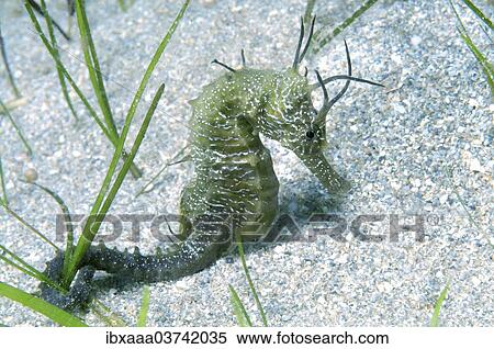 "Short-snouted Seahorse (Hippocampus hippocampus), Black Sea, Crimea, Ukraine, Europe" View Large Photo Image Stock Photography - "Short-snouted Seahorse (Hippocampus hippocampus), Black Sea, Crimea, Ukraine, Europe". Fotosearch