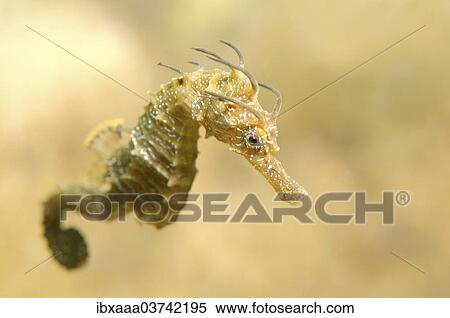 Stock Photography - "Short-snouted Seahorse (Hippocampus hippocampus), Black Sea, Crimea, Ukraine, Europe". Fotosearch