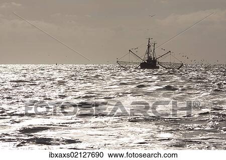 "Shrimp boat with gulls off the North Sea coast with backlighting, Buesum, Schleswig-Holstein, Germany, Europe" View Large Photo Image Stock Image - "Shrimp boat with gulls off the North Sea coast with backlighting, Buesum, Schleswig-Holstein, Germany, Europe". Fotosearch