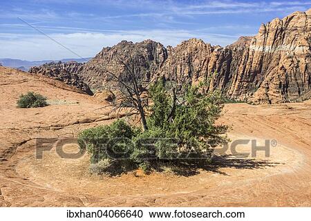 "Shrub growing in the middle of a dried up pond, Snow Canyon, Dammeron Valley, Utah, United States, North America" View Large Photo Image Stock Image - "Shrub growing in the middle of a dried up pond, Snow Canyon, Dammeron Valley, Utah, United States, North America". Fotosearch