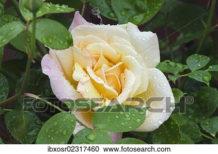 "Shrub rose (Rosa), Bavaria, Germany, Europe" View Large Photo Image Stock Image - "Shrub rose (Rosa), Bavaria, Germany, Europe". Fotosearch