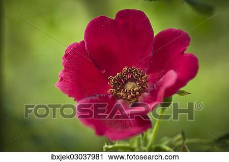 Shrub Rose (Rosa moyesii) View Large Photo Image Stock Image - Shrub Rose (Rosa moyesii). Fotosearch