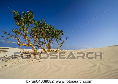 Stock Image - "Shrubs growing in the sand dunes, island of Socotra, Yemen, Asia". Fotosearch
