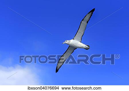 "Shy albatross (Thalassarche cauta), adult, flying, Cape of Good Hope, South Africa, Africa" View Large Photo Image Picture - "Shy albatross (Thalassarche cauta), adult, flying, Cape of Good Hope, South Africa, Africa". Fotosearch