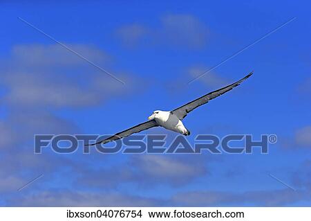 "Shy albatross (Thalassarche cauta), adult, flying, Cape of Good Hope, South Africa, Africa" View Large Photo Image Picture - "Shy albatross (Thalassarche cauta), adult, flying, Cape of Good Hope, South Africa, Africa". Fotosearch
