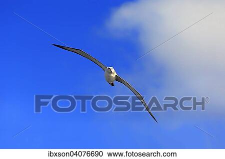 "Shy albatross (Thalassarche cauta), adult, flying, Cape of Good Hope, South Africa, Africa" View Large Photo Image Stock Image - "Shy albatross (Thalassarche cauta), adult, flying, Cape of Good Hope, South Africa, Africa". Fotosearch