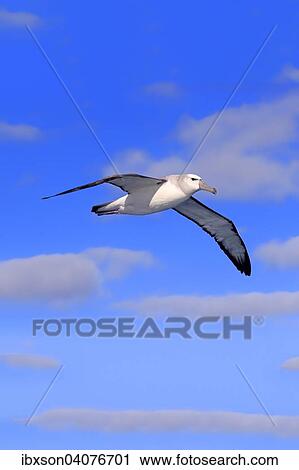 "Shy albatross (Thalassarche cauta), adult, flying, Cape of Good Hope, South Africa, Africa" View Large Photo Image Stock Image - "Shy albatross (Thalassarche cauta), adult, flying, Cape of Good Hope, South Africa, Africa". Fotosearch