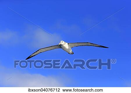 "Shy albatross (Thalassarche cauta), adult, flying, Cape of Good Hope, South Africa, Africa" View Large Photo Image Stock Image - "Shy albatross (Thalassarche cauta), adult, flying, Cape of Good Hope, South Africa, Africa". Fotosearch