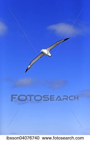 "Shy albatross (Thalassarche cauta), adult, flying, Cape of Good Hope, South Africa, Africa" View Large Photo Image Stock Image - "Shy albatross (Thalassarche cauta), adult, flying, Cape of Good Hope, South Africa, Africa". Fotosearch