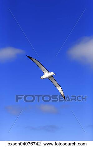 "Shy albatross (Thalassarche cauta), adult, flying, Cape of Good Hope, South Africa, Africa" View Large Photo Image Stock Image - "Shy albatross (Thalassarche cauta), adult, flying, Cape of Good Hope, South Africa, Africa". Fotosearch