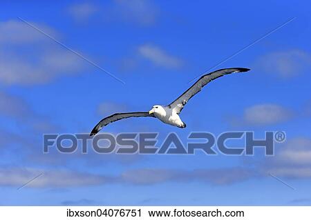 "Shy albatross (Thalassarche cauta), adult, flying, Cape of Good Hope, South Africa, Africa" View Large Photo Image Stock Image - "Shy albatross (Thalassarche cauta), adult, flying, Cape of Good Hope, South Africa, Africa". Fotosearch