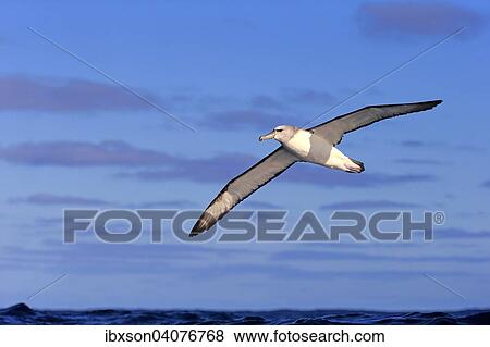 "Shy albatross (Thalassarche cauta), adult, flying, Cape of Good Hope, South Africa, Africa" View Large Photo Image Stock Photo - "Shy albatross (Thalassarche cauta), adult, flying, Cape of Good Hope, South Africa, Africa". Fotosearch