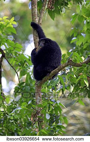 "Siamang (Symphalangus syndactylus), adult male on a tree, captive, Singapore, Asia" View Large Photo Image Picture - "Siamang (Symphalangus syndactylus), adult male on a tree, captive, Singapore, Asia". Fotosearch